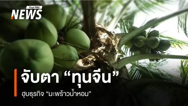 จับตา "ทุนจีน" ฮุบธุรกิจมะพร้าวน้ำหอม  