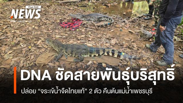 ปล่อย "จระเข้น้ำจืดไทยแท้" 2 ตัว คืนต้นแม่น้ำเพชรบุรี หลัง DNA ชัดสายพันธุ์บริสุทธิ์