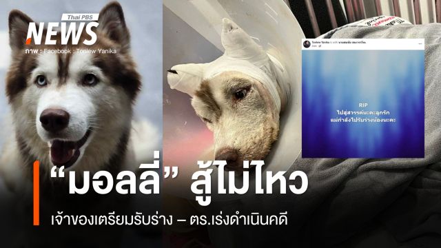 สู้ไม่ไหว "มอลลี่" กลับดาวหมา เจ้าของเตรียมรับร่าง - ตร.เร่งดำเนินคดี