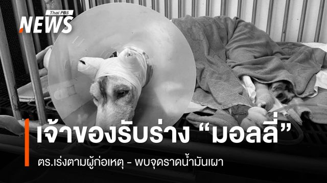 เจ้าของรับร่าง "มอลลี่" - ตร.เร่งตามผู้ก่อเหตุ พบจุดราดน้ำมันเผา 