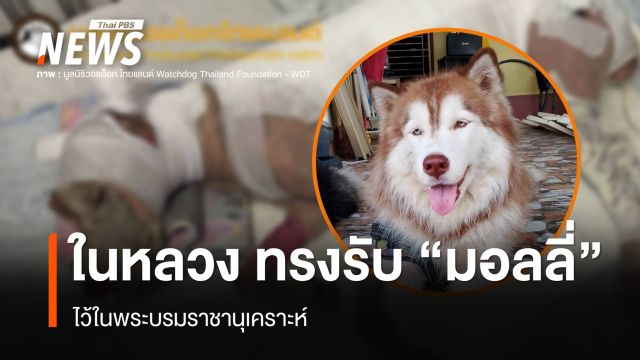 ในหลวง ทรงรับ "มอลลี่" สุนัขไซบีเรียนบาดเจ็บสาหัส ไว้ในพระบรมราชานุเคราะห์