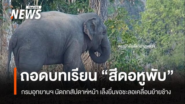 นัดถกสัปดาห์หน้า เล็งยื่นชะลอเคลื่อนย้ายช้าง-ถอดบทเรียนหลังสูญเสีย "สีดอหูพับ" 