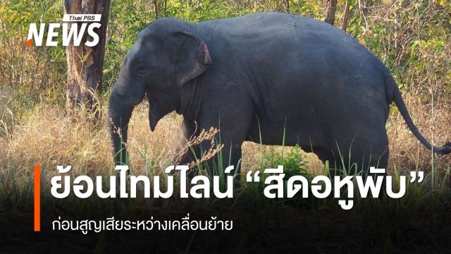 ไทม์ไลน์คำสั่งเคลื่อนย้าย 4 ช้างป่า ก่อนสูญเสีย "สีดอหูพับ"