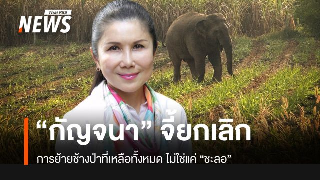 “กัญจนา” จี้ “ยกเลิก” ย้ายช้างป่าที่เหลือทั้งหมด ไม่ใช่ “ชะลอ”