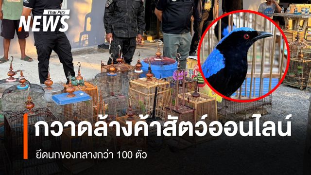 จับ 2 ผู้ต้องหาค้าสัตว์ป่าออนไลน์  ยึดนกของกลางกว่า 100 ตัว 