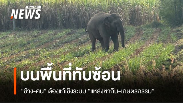 “ช้างป่าอีสาน” บนพื้นที่ทับซ้อนของ "แหล่งอาหาร-เกษตรกรรม" ที่ต้องจัดการเชิงระบบ
