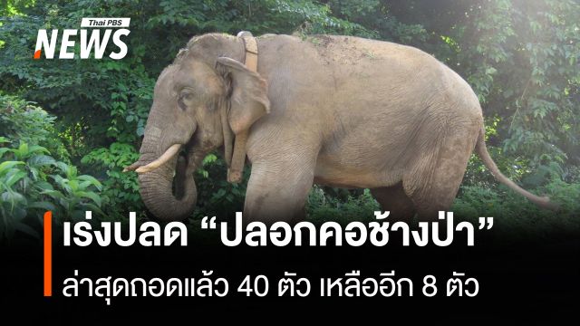 เร่งปลด “ปลอกคอช้างป่า” ล่าสุดถอดแล้ว 40 ตัว เหลืออีก 8 ตัว 