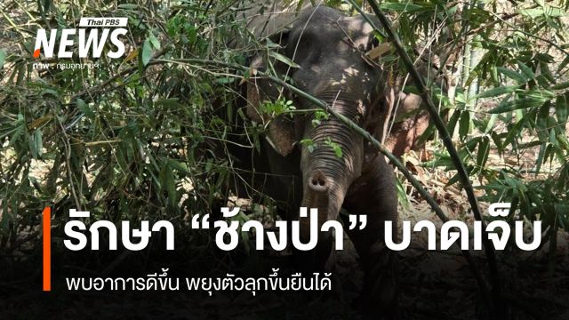 ทีมสัตวแพทย์รักษา "ช้างป่าสระแก้ว" ล่าสุดพยุงตัวลุกขึ้นยืนได้