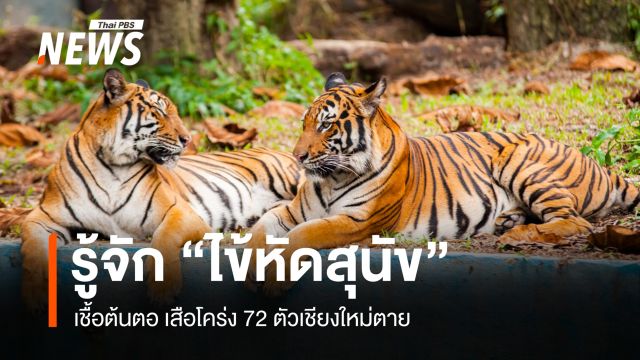 รู้จัก "ไข้หัดสุนัข" ภัยร้ายอันดับ 2 รองจากพิษสุนัขบ้า สาเหตุการตายเสือโคร่ง 72 ตัว
