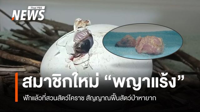 ข่าวดี ลูกพญาแร้งจากห้วยขาแข้งฟักสำเร็จ สมาชิกใหม่ตัวแรกของปี