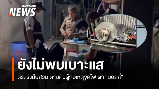 ตำรวจเร่งสืบสวน ตามตัวผู้ก่อเหตุจุดไฟเผา "มอลลี่" สุนัขไซบีเรียน