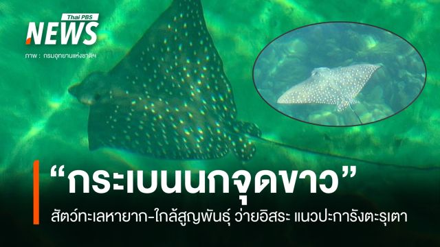 พบ "กระเบนนกจุดขาว" สัตว์ทะเลหายาก ว่ายอิสระ แนวปะการังตะรุเตา