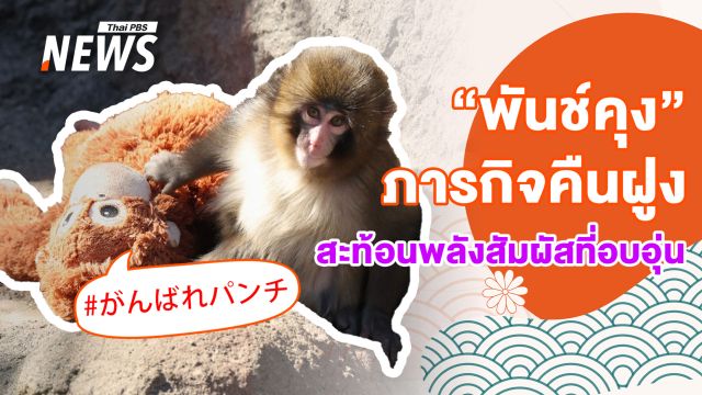 ปรากฏการณ์ "พันช์คุง" เมื่อแม่ตุ๊กตาคือ "สะพาน" ของลูกลิงถูกทิ้งให้กลับสู่ฝูง