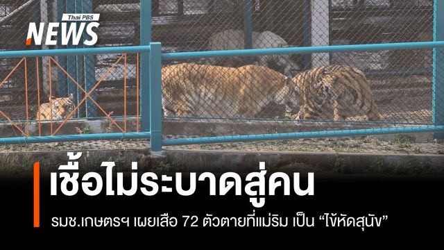 รมช.เกษตรฯ เผยเสือ 72 ตัวตายแม่ริม เป็นไข้หัดสุนัข - เจ้าของยันฝังกลบไม่ขายซาก