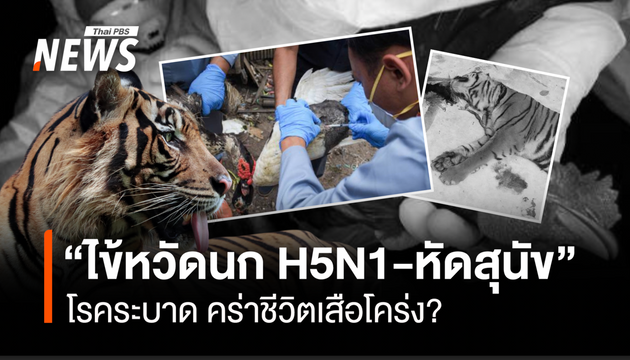  "ไข้หวัดนก H5N1-หัดสุนัข" โรคระบาด คร่าชีวิตเสือโคร่ง?