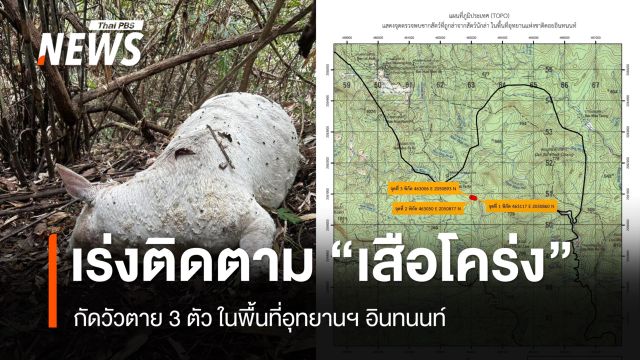 เร่งติดตาม "เสือโคร่ง" กัดวัวตาย 3 ตัวในพื้นที่อุทยานฯ อินทนนท์