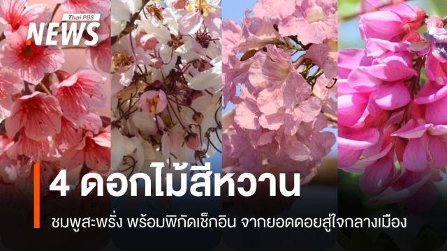 ชมพูสะพรั่ง! แยกให้ชัด "4 ดอกไม้สีหวาน" พร้อมพิกัดเช็กอินจากยอดดอยถึงกลางกรุง