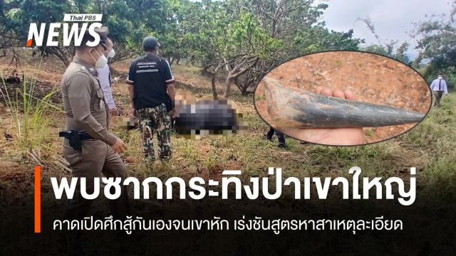 พบซากกระทิงป่าเขาใหญ่เพศผู้ คาดเปิดศึกสู้กันเองจนเขาหัก