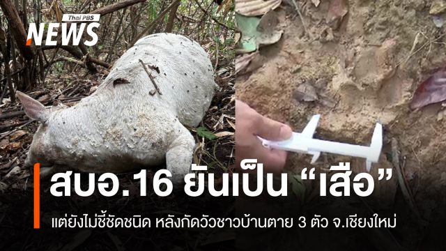 สบอ.16 ยืนยันเป็น "เสือ" แต่ยังไม่ชี้ชัดชนิด เหตุกัดวัวตาย 3 ตัว