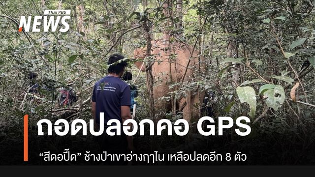 ถอดปลอกคอ GPS "สีดอปี๊ด" ช้างป่าเขาอ่างฤาไน เหลือปลดอีก 8 ตัว