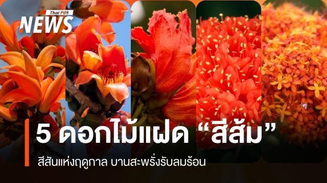 อย่าเพิ่งทักผิด! รู้จัก "5 ดอกไม้แฝดสีส้ม" บานสะพรั่งรับลมร้อน