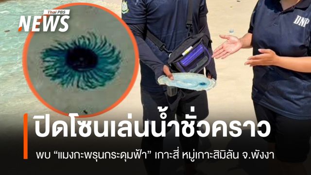 ปิดโซนเล่นน้ำชั่วคราว! พบ "แมงกะพรุนกระดุมฟ้า" เกาะสี่ หมู่เกาะสิมิลัน จ.พังงา