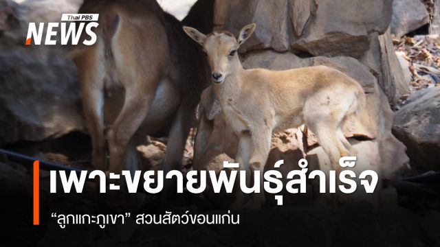 สวนสัตว์ขอนแก่น โชว์ความสำเร็จเพาะขยายพันธุ์ "ลูกแกะภูเขา"