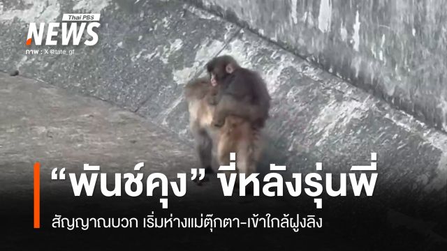 ไม่เหงาแล้วนะ! "พันช์คุง" เริ่มห่างแม่ตุ๊กตา โชว์สกิลเข้าฝูง-ขี่หลังรุ่นพี่ลิง