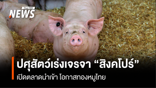 ปศุสัตว์เร่งเครื่องเจรจา “สิงคโปร์”  เปิดตลาดนำเข้า โอกาสทองหมูไทย