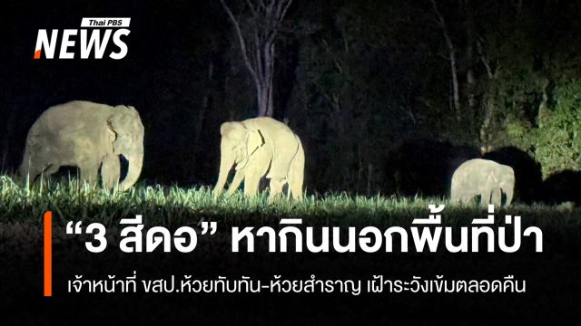 จนท.เฝ้าระวังเข้มทั้งคืน พบ "3 สีดอ" หากินนอกพื้นที่ป่า เร่งเช็กความเสียหายไร่มัน