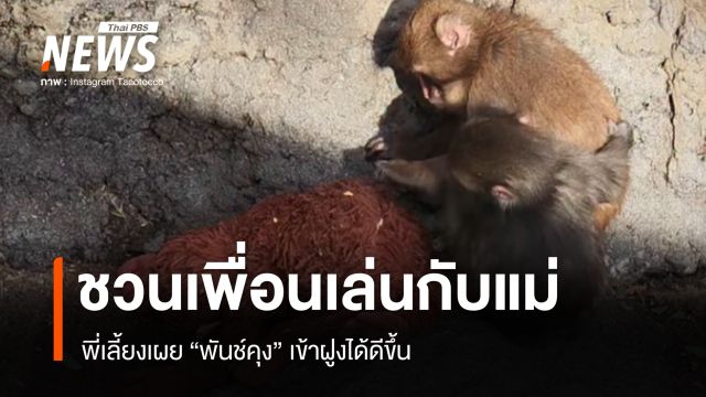 "พันช์คุง" ชวนเพื่อนลิงดูแลตุ๊กตาแม่ - เปิดตัว 2 พี่เลี้ยงดูแลตั้งแต่แรกเกิด