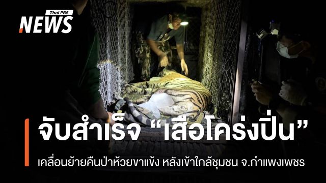 จับสำเร็จ “เสือโคร่งปิ่น” เคลื่อนย้ายคืนป่าห้วยขาแข้ง 