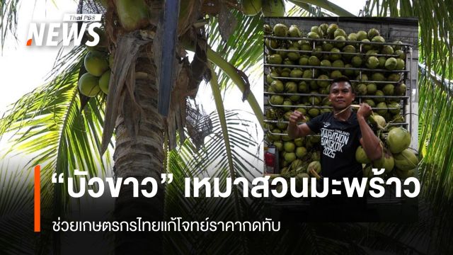 “บัวขาว” เหมาสวนมะพร้าว ช่วยเกษตรกรไทยแก้โจทย์ราคากดทับ