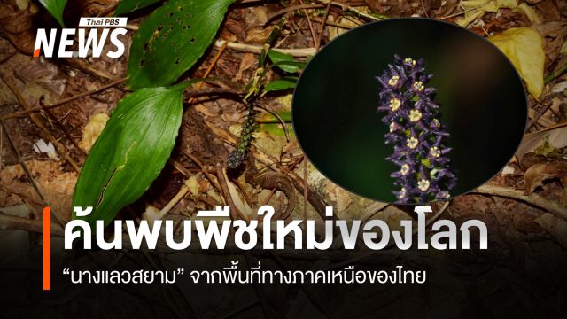 นักพฤกษศาสตร์ค้นพบพืชใหม่ของโลก "นางแลวสยาม" จากภาคเหนือของไทย