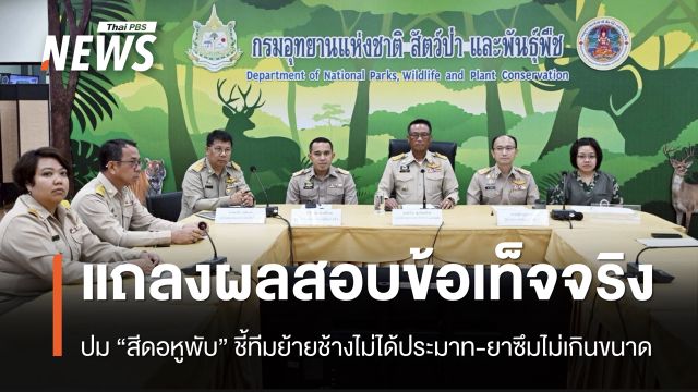 ผลสอบข้อเท็จจริงการตายของ “สีดอหูพับ” ชี้ทีมย้ายช้างไม่ได้ประมาท-ยาซึมไม่เกินขนาด