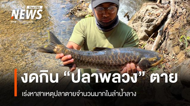 เตือนงดกิน "ปลาพลวง" ลอยตายในลำน้ำลาง เร่งหาสาเหตุ