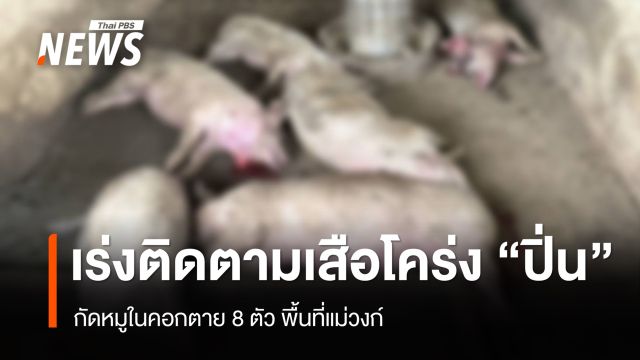 เร่งติดตามเสือโคร่ง "ปิ่น" กัดหมูตาย 8 ตัว พื้นที่แม่วงก์ 