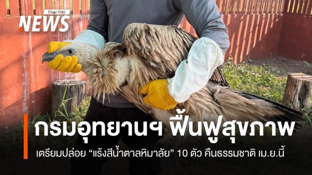 เตรียมปล่อย "แร้งสีน้ำตาลหิมาลัย" 10 ตัว คืนสู่ธรรมชาติ เม.ย.นี้