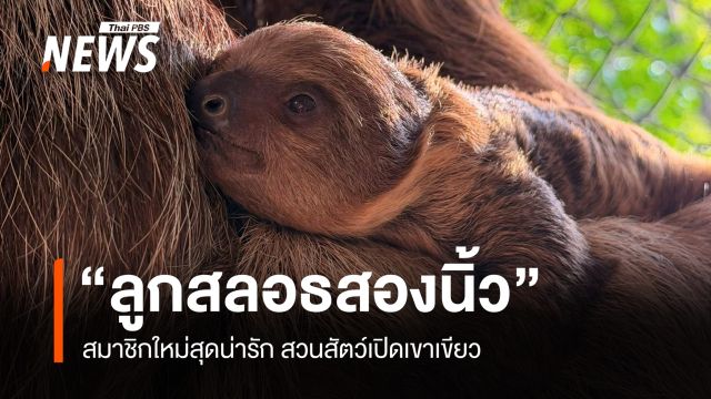 สวนสัตว์เปิดเขาเขียว อวดโฉม "ลูกสลอธสองนิ้ว" สมาชิกใหม่สุดน่ารัก