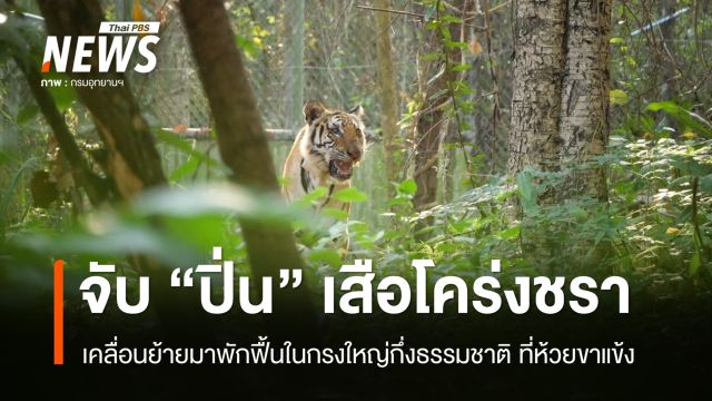 เคลื่อนย้าย "ปิ่น" เสือโคร่งชรา พักฟื้นในกรงใหญ่กึ่งธรรมชาติที่ห้วยขาแข้ง