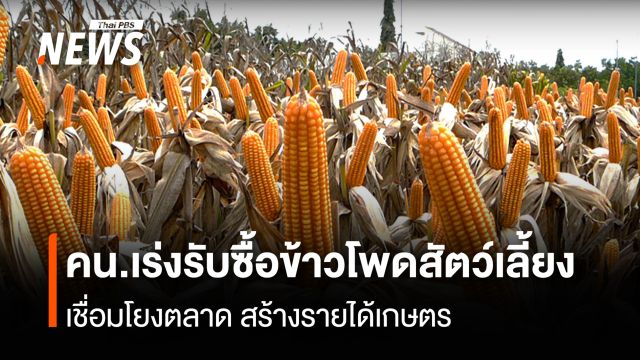คน.เร่งรับซื้อข้าวโพดสัตว์เลี้ยง เชื่อมโยงตลาด สร้างรายได้เกษตร