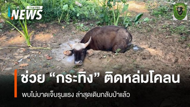 นาทีชีวิต จนท.ช่วย "กระทิงเขาแผงม้า" ติดหล่มโคลนลึก
