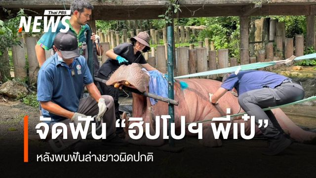 ทีมสัตวแพทย์ จัดฟัน “ฮิปโปฯ พี่เป๋” พบฟันล่างยาวผิดปกติ