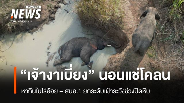 "เจ้างาเบี่ยง" หากิน-นอนแช่โคลนในไร่อ้อย สบอ.1 ยกระดับเฝ้าระวังช่วงปิดหีบ 