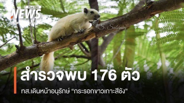 เดินหน้าอนุรักษ์ “กระรอกขาวเกาะสีชัง” ล่าสุดสำรวจประชากรพบ 176 ตัว