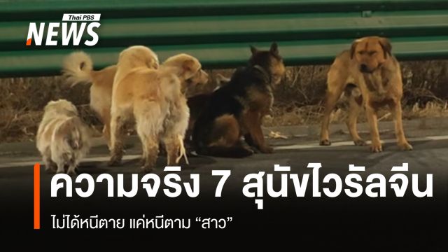 ไม่ได้หนีโรงฆ่าสัตว์! เปิดความจริง "7 มะหมาไวรัล" กับภารกิจวิ่งตามความรัก