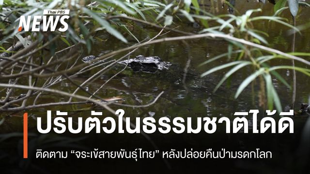 ติดตาม "จระเข้สายพันธุ์ไทย" ปรับตัวได้ดี หลังปล่อยคืนป่ามรดกโลก