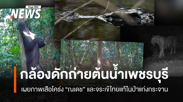 กล้องดักถ่ายแก่งกระจาน เผยภาพ "เสือโคร่ง ณเดช" พร้อมสัตว์ป่าหลากชนิด