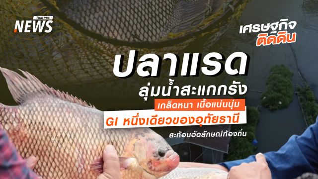 “ปลาแรดลุ่มน้ำสะแกกรัง” เกล็ดหนา เนื้อแน่นนุ่ม GI หนึ่งเดียวของอุทัยธานี สะท้อนอัตลักษณ์ท้องถิ่นชัด