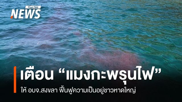 เตือน "แมงกะพรุนไฟ" กระจายตัวหนาแน่นที่เกาะแอว ภูเก็ต  